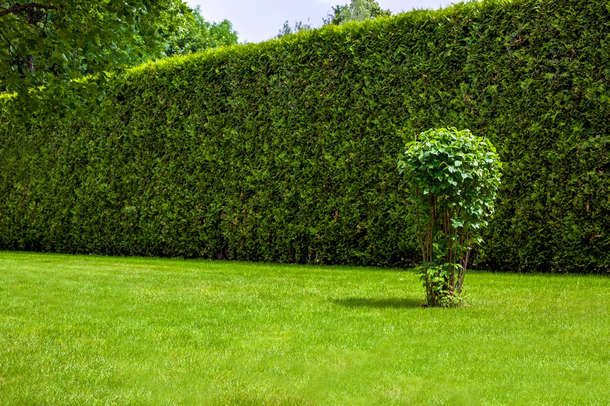 Hecke schneiden: Zeitpunkt und Vogelschutz