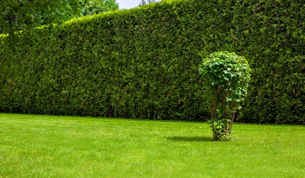 Sauber geschnittene Hecke