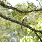Vogelschutz – Wann darf ich meine Hecke schneiden?